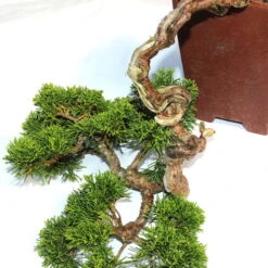 Chinesischer Wacholder, Bonsai, 20 Jahre, 32cm -Bonsai Verkaufe ojunchi201 014