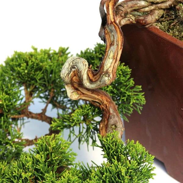 Bonsai Verkaufe -Bonsai Verkaufe ojunchi201 032