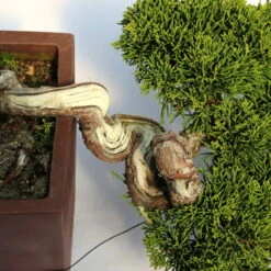 Chinesischer Wacholder, Bonsai, 20 Jahre, 22cm -Bonsai Verkaufe ojunchi201 043
