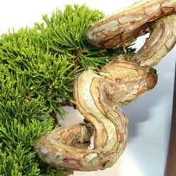Chinesischer Wacholder, Bonsai, 20 Jahre, 19cm -Bonsai Verkaufe ojunchi201 103