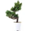 Japanische Mädchenkiefer, Bonsai, 9 Jahre, 37cm -Bonsai Verkaufe opinpar092 15
