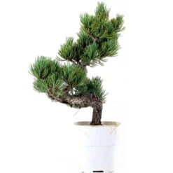 Japanische Mädchenkiefer, Bonsai, 9 Jahre, 37cm