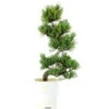 Japanische Mädchenkiefer, Bonsai, 9 Jahre, 38cm -Bonsai Verkaufe opinpar092 53