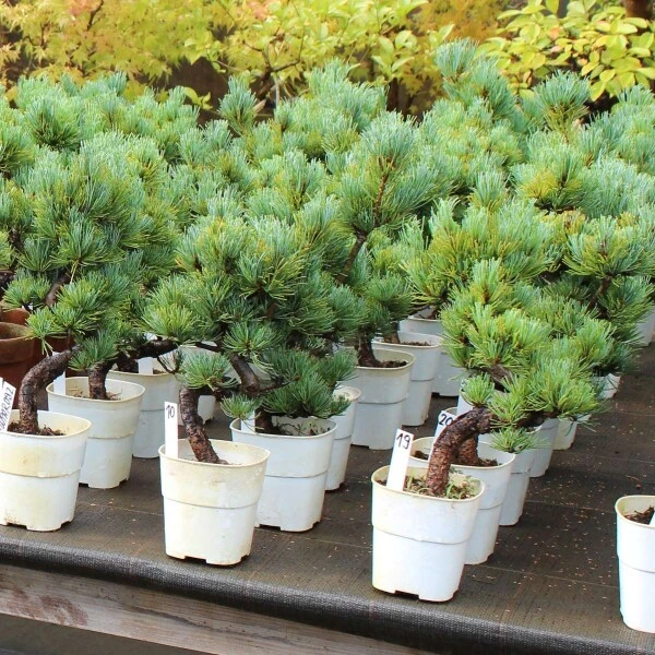 Japanische Mädchenkiefer, Bonsai, 9 Jahre, 41cm 4 Japanische Mädchenkiefer, Bonsai, 9 Jahre, 41cm – Bild 2