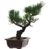 Japanische Mädchenkiefer, Bonsai, 14 Jahre, 36cm -Bonsai Verkaufe opinpar141 18