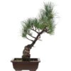 Japanische Mädchenkiefer, Bonsai, 14 Jahre, 47cm -Bonsai Verkaufe opinpar141 24