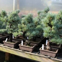 Neu eingetroffen -Bonsai Verkaufe opinpar141 242