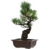 Japanische Mädchenkiefer, Bonsai, 14 Jahre, 39cm