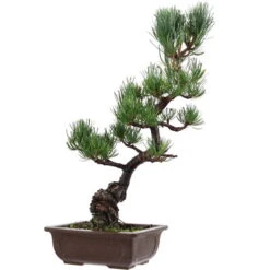 Japanische Mädchenkiefer, Bonsai, 14 Jahre, 50cm