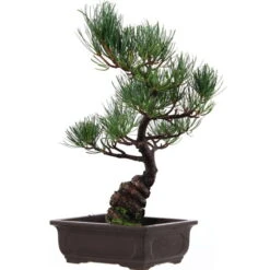 Japanische Mädchenkiefer, Bonsai, 14 Jahre, 39cm