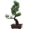 Japanische Mädchenkiefer, Bonsai, 14 Jahre, 46cm -Bonsai Verkaufe opinpar141 62