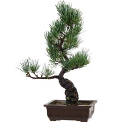 Japanische Mädchenkiefer, Bonsai, 14 Jahre, 46cm