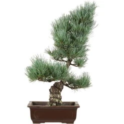 Japanische Mädchenkiefer, Bonsai, 16 Jahre, 53cm