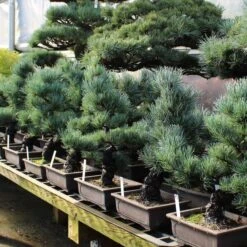 Bonsai Verkaufe -Bonsai Verkaufe opinpar161 132