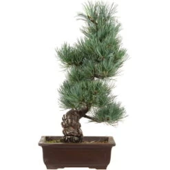 Japanische Mädchenkiefer, Bonsai, 16 Jahre, 48cm