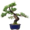 Japanische Mädchenkiefer, Bonsai, 18 Jahre, 44cm -Bonsai Verkaufe opinpar181 07