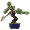 Japanische Mädchenkiefer, Bonsai, 18 Jahre, 42cm -Bonsai Verkaufe opinpar181 34