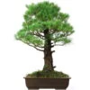 Japanische Mädchenkiefer, Bonsai, 45 Jahre, 91cm