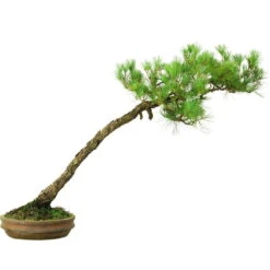 Japanische Mädchenkiefer, Bonsai, 45 Jahre, 64cm -Bonsai Verkaufe opinpar451 053