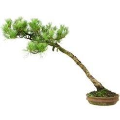 Japanische Mädchenkiefer, Bonsai, 45 Jahre, 64cm -Bonsai Verkaufe opinpar451 054