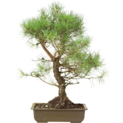 Waldkiefer, Bonsai, 18 Jahre, 60cm