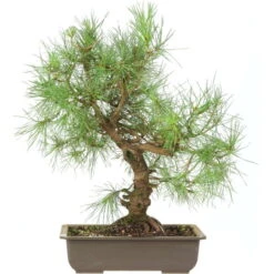 Waldkiefer, Bonsai, 18 Jahre, 52cm