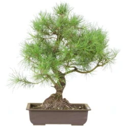 Waldkiefer, Bonsai, 18 Jahre, 56cm