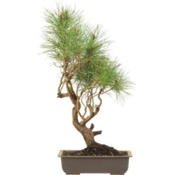 Waldkiefer, Bonsai, 18 Jahre, 63cm