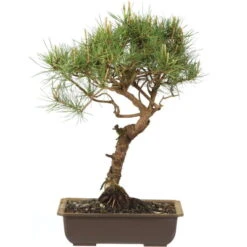 Waldkiefer, Bonsai, 18 Jahre, 44cm