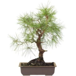 Waldkiefer, Bonsai, 18 Jahre, 52cm