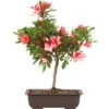 Satsuki Azalee Nanso No Haru, Bonsai, 15 Jahre, 45cm -Bonsai Verkaufe orhoind151 29