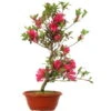 Satsuki Azalee, Bonsai, 15 Jahre, 52cm -Bonsai Verkaufe orhoind153 32