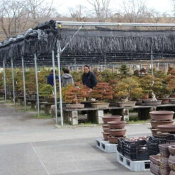 Neu eingetroffen -Bonsai Verkaufe orhoind161 142