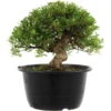 Satsuki Azalee Hi No Maru, Bonsai, 18 Jahre, 28cm -Bonsai Verkaufe orhoind181 01