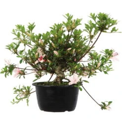 Neu eingetroffen -Bonsai Verkaufe orhoind181 012