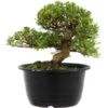 Satsuki Azalee Sachin, Bonsai, 18 Jahre, 28cm -Bonsai Verkaufe orhoind181 02
