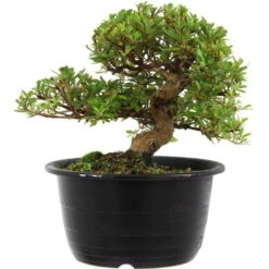 Satsuki Azalee Sachin, Bonsai, 18 Jahre, 28cm