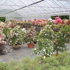 Satsuki Azalee Sachin, Bonsai, 18 Jahre, 28cm -Bonsai Verkaufe orhoind181 024