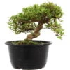 Satsuki Azalee Sachin, Bonsai, 18 Jahre, 26cm