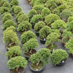 Satsuki Azalee Sachin, Bonsai, 18 Jahre, 26cm -Bonsai Verkaufe orhoind181 043