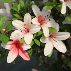 Satsuki Azalee Hi No Maru, Bonsai, 18 Jahre, 31cm -Bonsai Verkaufe orhoind181 053