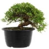 Satsuki Azalee Sachin, Bonsai, 18 Jahre, 26cm -Bonsai Verkaufe orhoind181 07