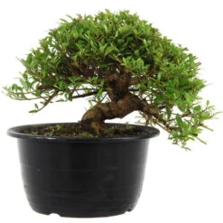 Satsuki Azalee Sachin, Bonsai, 18 Jahre, 26cm