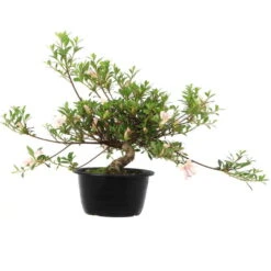 Neu eingetroffen -Bonsai Verkaufe orhoind181 082