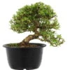Satsuki Azalee Sachin, Bonsai, 18 Jahre, 30cm