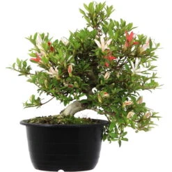 Neu eingetroffen -Bonsai Verkaufe orhoind181 112