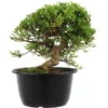 Satsuki Azalee Hi No Maru, Bonsai, 18 Jahre, 30cm -Bonsai Verkaufe orhoind181 14