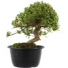 Satsuki Azalee Sachin, Bonsai, 18 Jahre, 33cm -Bonsai Verkaufe orhoind181 17