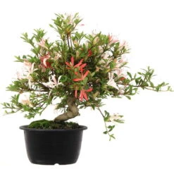 Satsuki Azalee Sachin, Bonsai, 18 Jahre, 33cm -Bonsai Verkaufe orhoind181 172