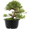 Satsuki Azalee Sachin, Bonsai, 18 Jahre, 32cm